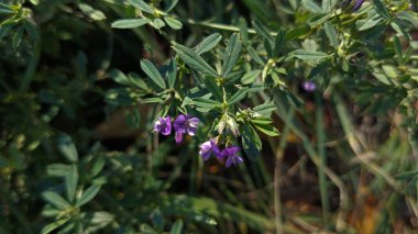Medicago sativa mor sahada yakın çekim. Doğada küçük mor çiçekler. Geçmişi. Kartpostal geçmişi, takvim. Çiçek doğal arka plan.
