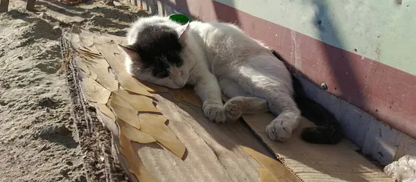 Siyah beyaz bir sokak kedisi güneşin altında eski bir tahtanın üzerinde uyur. Evsiz kediler. Hayvanlara karşı sorumsuz bir tutum. Sokak kedisi..