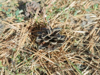 Çam kozalağı yere düşmüş çam iğneleri içinde. Ormanda koni yakın çekim, sonbaharda park. Metin için arkaplan, yer.