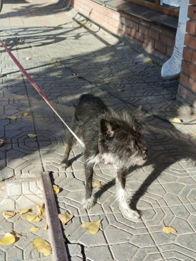 Tasmalı köpekleri gezdiriyorum. Melez bir köpek korkuluğa bağlanmış. Köpek dükkanın yakınında sahibini bekliyor. Metin için arkaplan, boşluk.