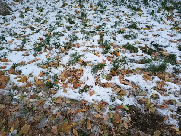 İnce bir kar tabakası yeşil çimlerin ve yaprakların üzerinde yatar. Buz. Soğuk hava. İlk kar. Sonbahar, bahar. Hava durumu. Geçmişi. Çok soğuk. Sağanak kar.