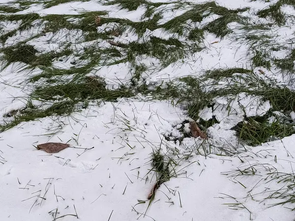 Çimenlere kar yağdı. Yeşil çimlerin üzerinde bir kar tabakası uzanıyor. Sığırlar için otlar, çiftlik hayvanları için. Kış otlağı. Kış. Çimenler karlar içinde büyür. Soğuk vuruş..