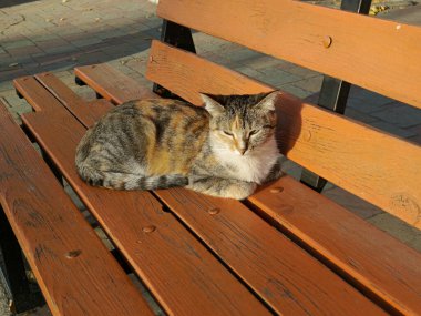 Sıcak bir günde üç renkli bir kedi turuncu bir bankta yatıyor. Kedi güneşten şaşı bakıyor. Gözleri kısılmış bir kedi güneş ışınlarının tadını çıkarıyor. Arka plan, mesaj için yer. Serseri, evsiz kediler.
