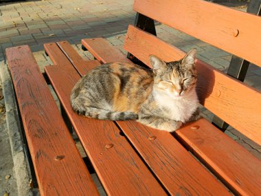 Sıcak bir günde üç renkli bir kedi turuncu bir bankta yatıyor. Kedi güneşten şaşı bakıyor. Gözleri kısılmış bir kedi güneş ışınlarının tadını çıkarıyor. Arka plan, mesaj için yer. Serseri, evsiz kediler.