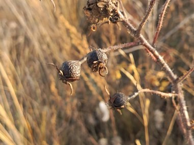 Çalının dalında Rosa Spinosissima 'nın kuru meyveleri. Gül kalçası dalında kurumuş böğürtlen. Arka plan, mesaj için yer. Kara dutlar.