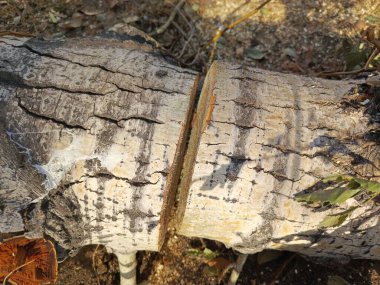 A sawn tree trunk in close-up. Logs for firewood. Sawmilling operations. Lumber. Wood fuel. Background, place for text. clipart