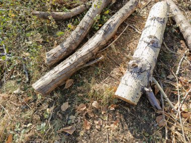 Kütükler yakın planda yerde yatıyor. Kesilmiş ağaçlar. Ağaçların düşüşü. Kereste fabrikası. Testere operasyonları. Ahşap yakıt.