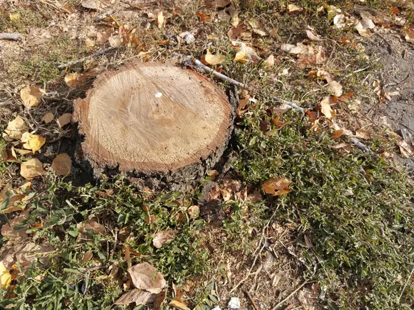 Sonbaharda parktaki ağaç kütüğü. Güneş ışınlarıyla ağacı kesmiş. Metin için arkaplan, boşluk.