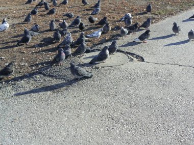 Yumuşak güvercinler asfaltta, yolda ve soğuk havada güneşin altında otururlar. Parktaki şehir kuşları. Metin için arkaplan, boşluk.