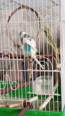 Muhabbet kuşu tünek boyunca koşar. Beyaz-mavi bir papağan kafesteki bir dala oturur. Dikey video 9: 16. Evcil kuşları beslemek.