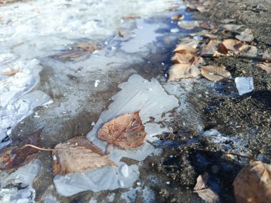 Donmuş ince buz yerde. Donmuş portakal yaprakları. İlk dondurmalar, kışın dondurmalar. Metin için arka plan. Soğuk hava koşulları.