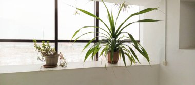 Büyük ve küçük kapalı alan bitkileri saksılarda yetişir. Pencere kenarındaki saksıda Pandanus Utilis.. 