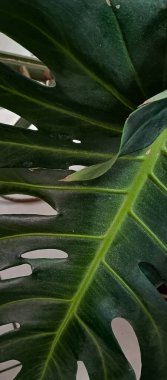 Yapraklı arka plan doğal bir fotoğraf. Canavarın büyük, yeşil yaprakları yakın planda. Metin için bir yer. Alabildiğine yemyeşildirler..