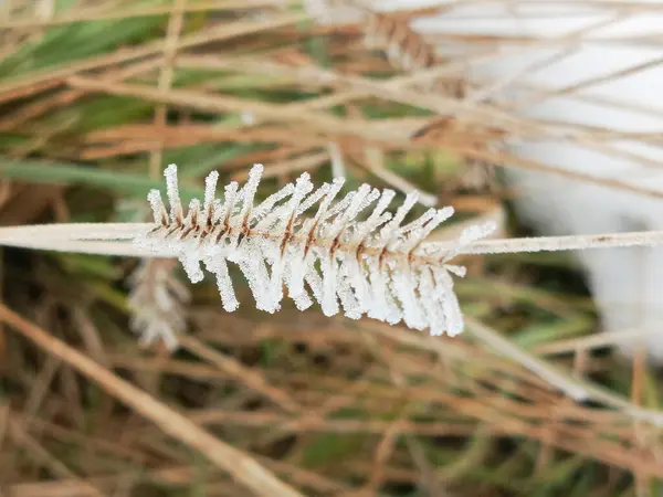 Kış mevsiminde samanlıkta donmak. Kış otlağındaki çiftlik hayvanları için beslenmek. Kuru çimlerde kar. Kartpostal için arka plan.