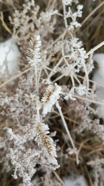 Kulağında kar var. Kışın tarlada bitkiler. Sığırlar için kış otlağı. Bitkilerin üzerindeki buz.