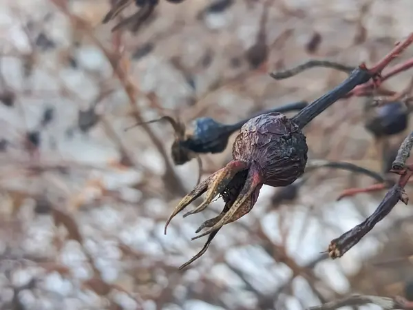 Yakın plan bir çalılıkta kurumuş bir gül üzümü. Kurutulmuş böğürtlenin faydaları. Kışın güllük gülistanlık. Metin için boş bir boşluk. Çalılıklarda kurumuş gül kalçaları..