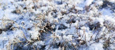 Çimler karın altında. Yakın planda kuru çimlerde kar. Kış soyutlaması. 