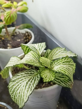 Acanthaceae ailesinden Fittonia Albivenis. Beyaz damarlı fittonya evde bir tencerede. Teraryum için bitkisel bir bitki..