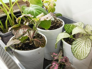 Fittonia albivenis, of the Acanthaceae family. White-veined fittonia in a pot at home. An evergreen perennial houseplant for a terrarium. clipart