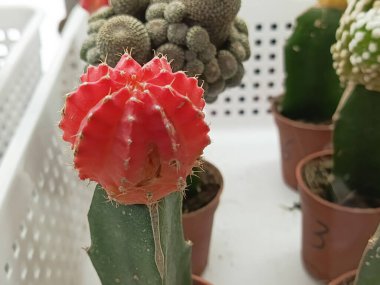 Gymnocalycium mihanovichii is red in a pot. Indoor cactus. Succulent of the Cactus family. Growing cacti at home. clipart