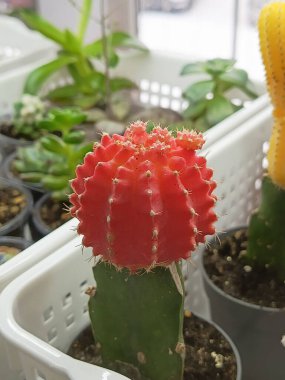 Gymnocalycium mihanovichii bir tencerede kırmızıdır. Kapalı alan kaktüsü. Kaktüs ailesinin sulu. Evde kaktüs yetiştiriyorum..