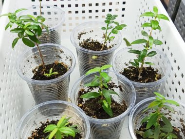 Kapalı alandaki bitkilerin tomurcukları plastik bardaklarda, toprakla birlikte. Kapalı alanda yetişen bitkiler. Yerli bitkilerin çoğalması.