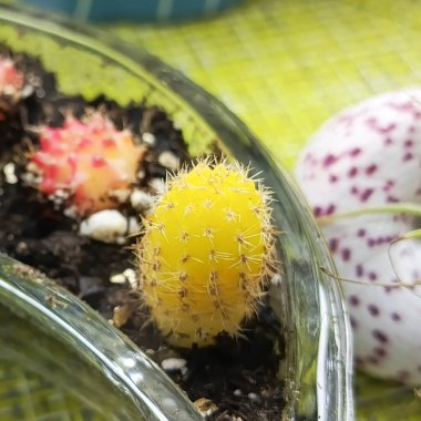 Yellow and red Gymnocalycium mihanovichii cactus grow in a glass pot. Succulents for the home. clipart