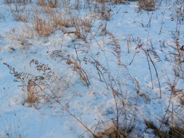 Karla kaplı bir tarlada kuru çimenler. Tarladaki otçul hayvanlar için bitkisel yiyecekler..
