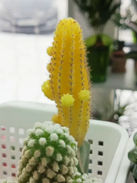 Jimnastik salonu mihanovichii sarıdır. Tencerede kaktüs var. Evde sulu sularda yetişiyor. Küçük bir kaktüs..