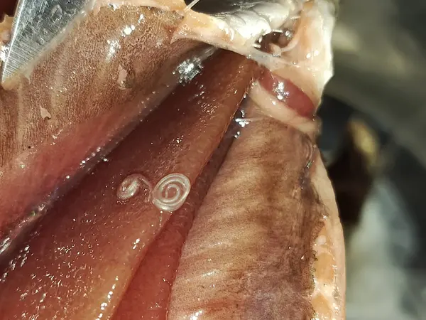 Ringa solucanları. Solucanlı balık. Balıklardaki Nematode parazitleri. Parazit. Gıda zehirlenmesi. Parazit bulaşmış..