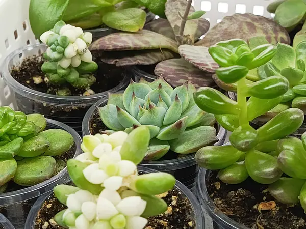 Echeveria elegans bir Echeveria ailesidir. Ev için bir çiçek bitkisi. Ev vahası için bitkiler. Her daim yemyeşil sulu. Bitkilerin bitkisel üretimi.