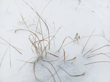 Karda kurumuş sarı çimenler. Sığır otlağında saman. Tarladaki çiftlik hayvanlarını besleyin..