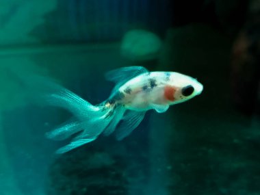 Beyaz balık Carassius gibelio. Duvak kuyruğu. Uzun kuyruklu bir balık..