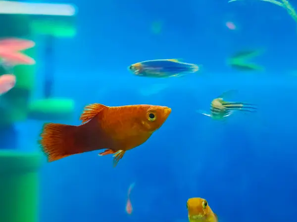 Canlı balık Poecilia Sfenops. Işın yüzgeçli portakal balığı mavi suda yüzer..
