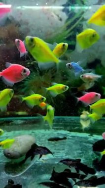 Pembe ve sarı Gymnocorymbus ternetzi balığı. Tatlı su evcil balığı..