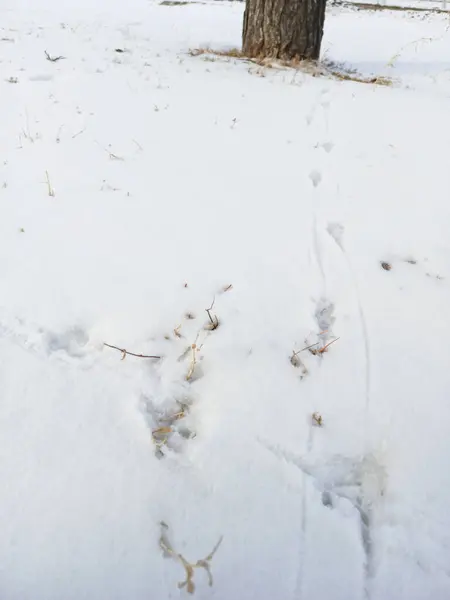 Beyaz kardaki kuş izleri. Ormanda sessizlik. Orman sakinleri. Avlanma.