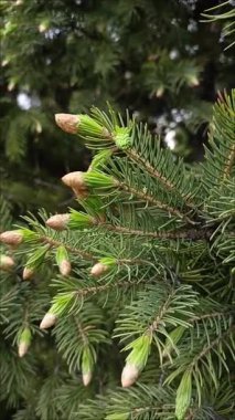 Köknar ağacının dallarında küçük, genç koniler. Kozalaklı ağaçların faydaları. Çam ve çam ormanları.