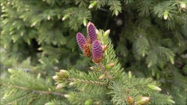 Çam dallarında mor koniler. Spruce Ormanı. Reçel yapmak için koni topluyorum. (Türlü türlü) Meyveler,.