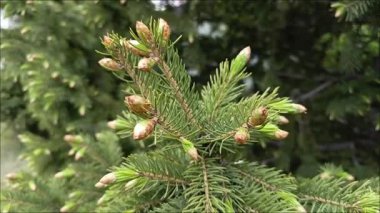 Köknar ağacının dallarında küçük, genç koniler. Kozalaklı ağaçların faydaları. Çam ve çam ormanları.