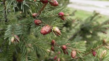 Köknar ağacının dallarında küçük kahverengi koniler. Çam meyveleri. Kozalaklı ormanlar. 