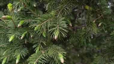 Köknar ağacının dallarında küçük, genç koniler. Kozalaklı ağaçların faydaları. Çam ve çam ormanları.