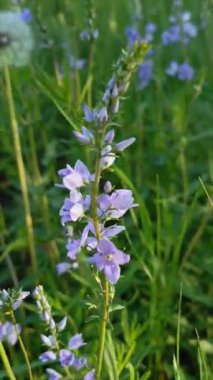 Veronica Prostrata 'nın mor çiçekleri. Uzun ömürlü bir bitki, Veronica cinsinin bir türüdür, Plantaginaceae familyasından..