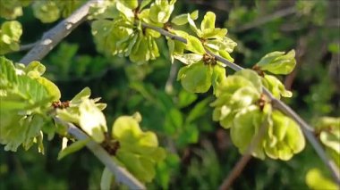 Ulmus minör ağacının dalında tohum ve yapraklar. Ulmaceae ailesinin bitkileri..