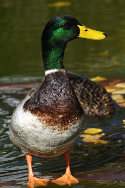 Su damlacıklarıyla yeşil başlı ördek.