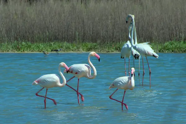 Flamingolar bataklıkta ya da gölde yürüyor..