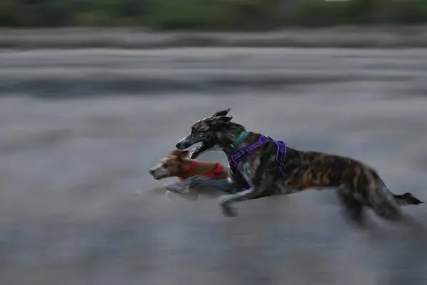 Galgo ve Podenco köpekleri birlikte koşuyorlar, hız hissi..