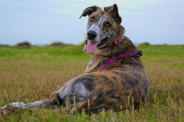 Yeşil çayırda Mastin 'li tazı yavrusu.