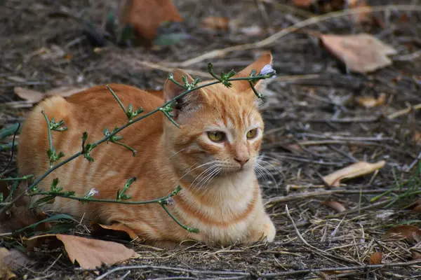 Turuncu renkli kedi ormanda dinleniyor..
