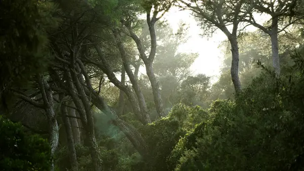 stock image Pine forest at dawn entering the light between the tops, generating mist in the thicket.