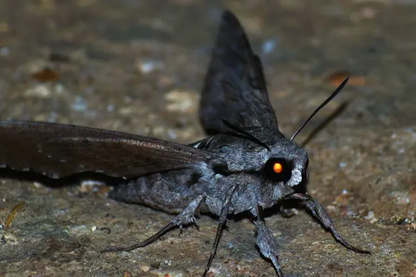 Sphinx pinastri, Esfinge del pino, gece kelebeği.
